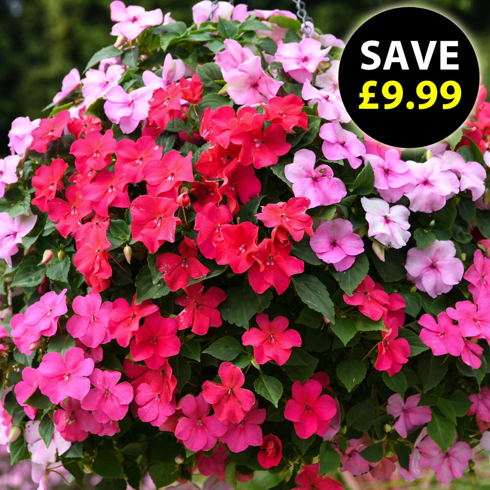 Busy Lizzie 'Beacon Raspberry Sundae'