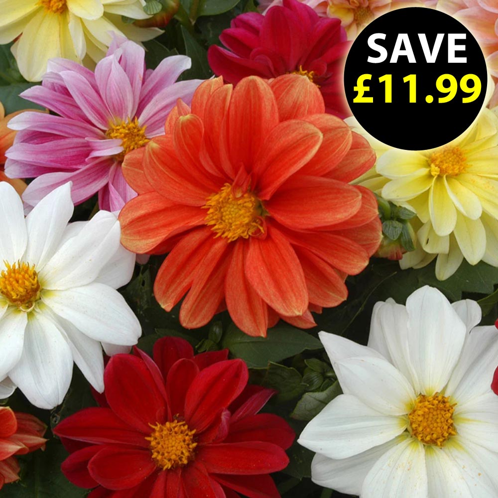 Dahlia 'Figaro Mixed'