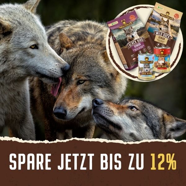 drei Wölfe beschnuppern sich