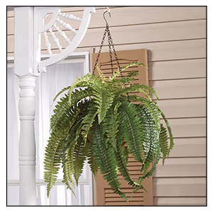Fully Assembled Fern Hanging Basket by OakRidge™