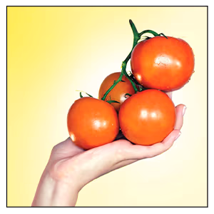 Flower Pot Tomatoes S/3