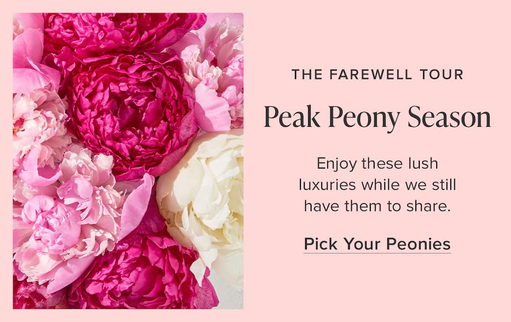 The Farewell Tour: Peak Peony Season. Enjoy these lush luxuries while we still have them to share. Pick Your Peonies. 