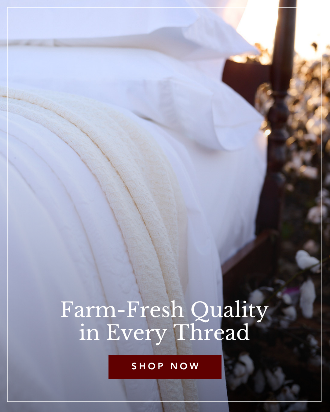 White bed with crisp sheets and a cream knitted blanket on a dark wooden bed frame, with a blurred natural background and glowing light.