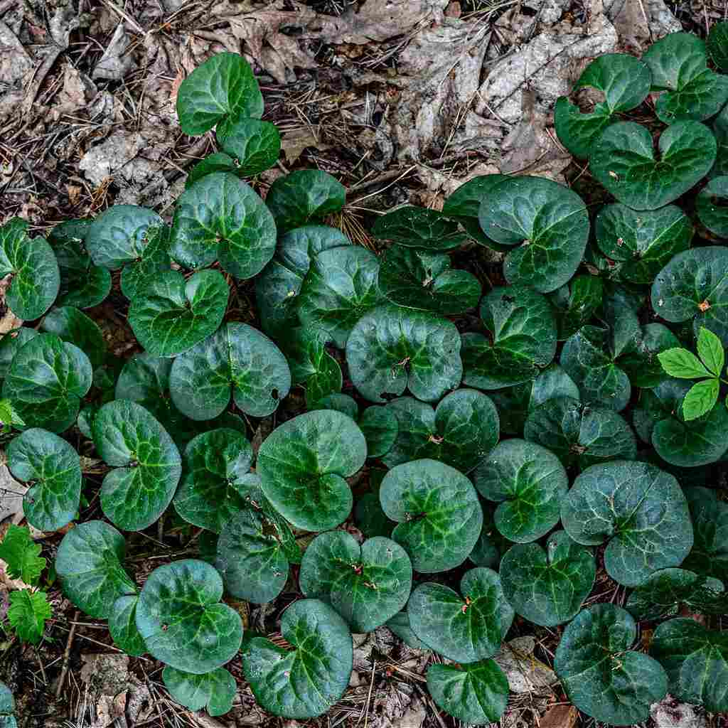 Image of Wild Ginger Plant