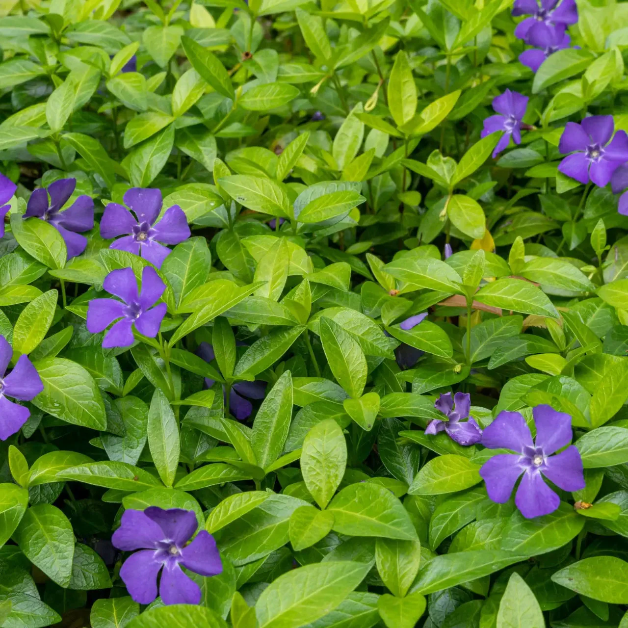 Image of Vinca Minor Plant