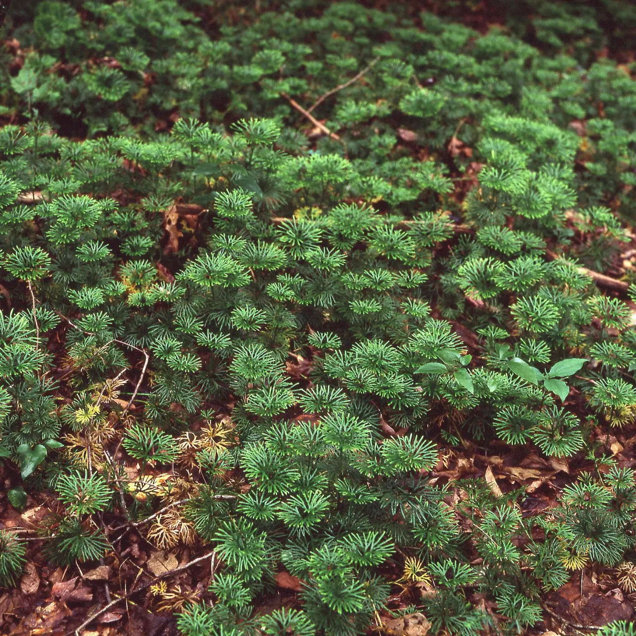Image of Running Cedar Plant