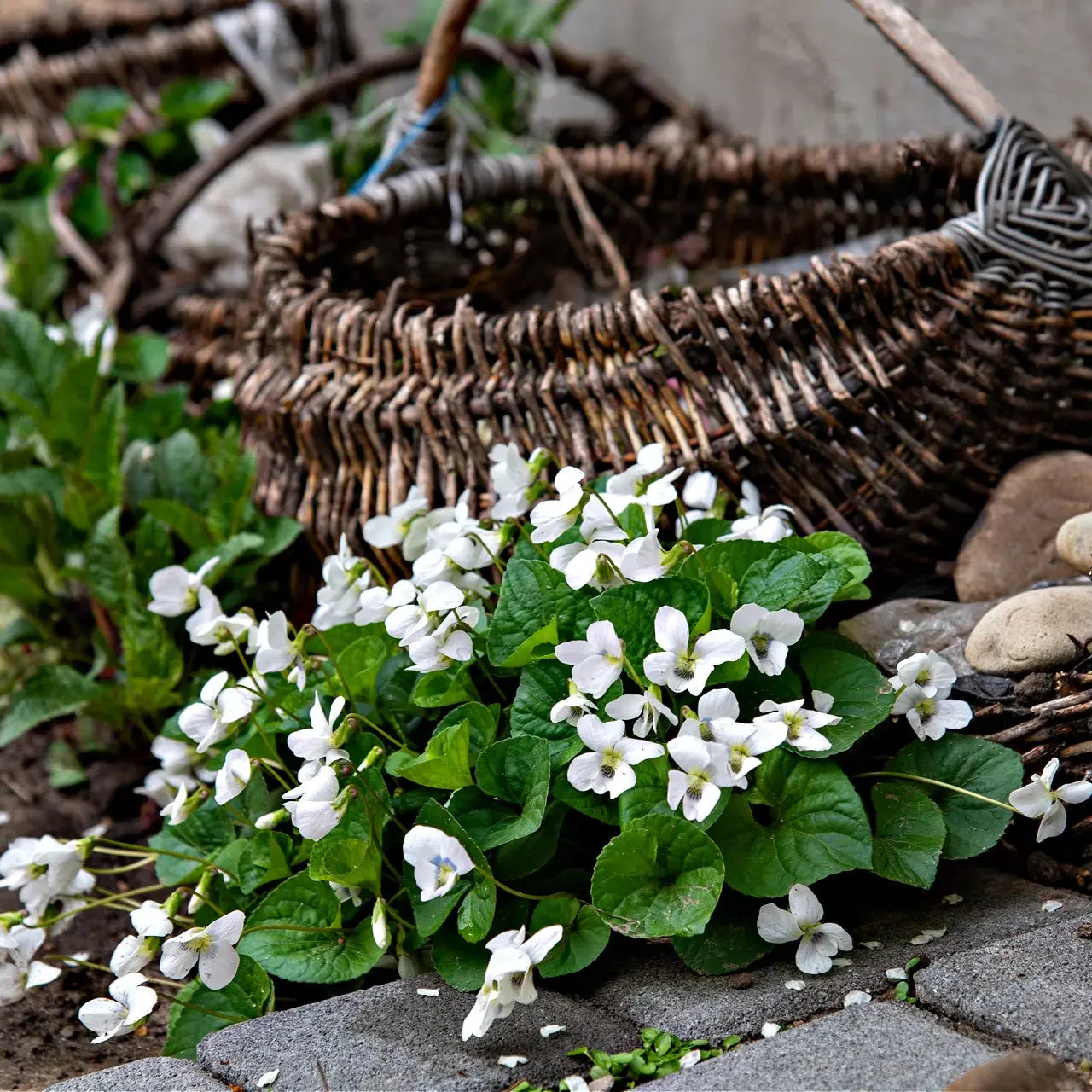 Image of White Violet Plant
