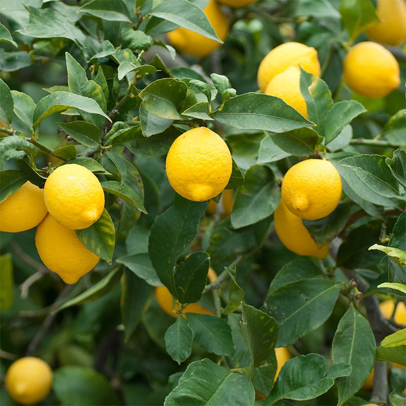 Image of Citrus Trees
