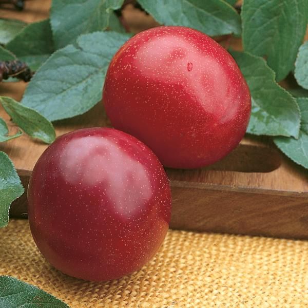 Image of Santa Rosa Plum