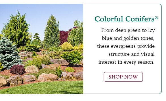 Colorful Conifers