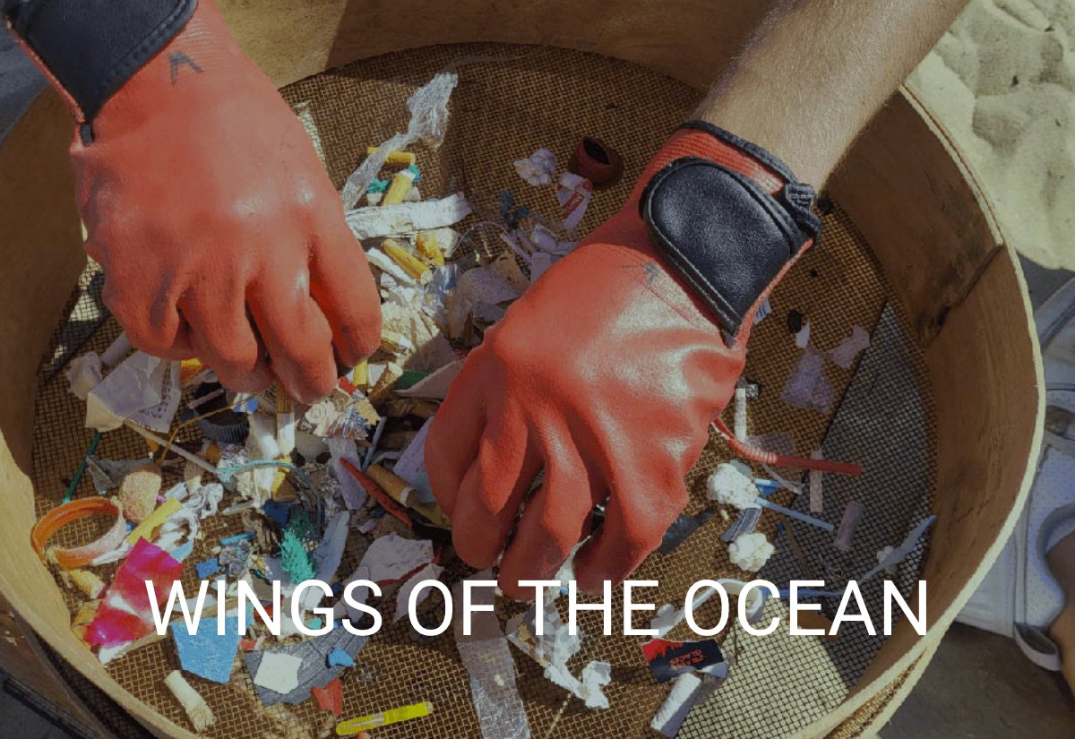 Wings of the Ocean