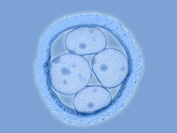 An illustration showing a human embryo with 4 cells.