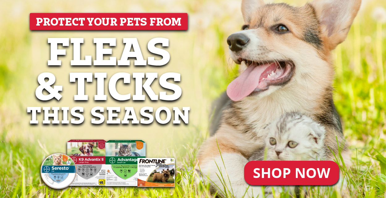 Flea and Tick