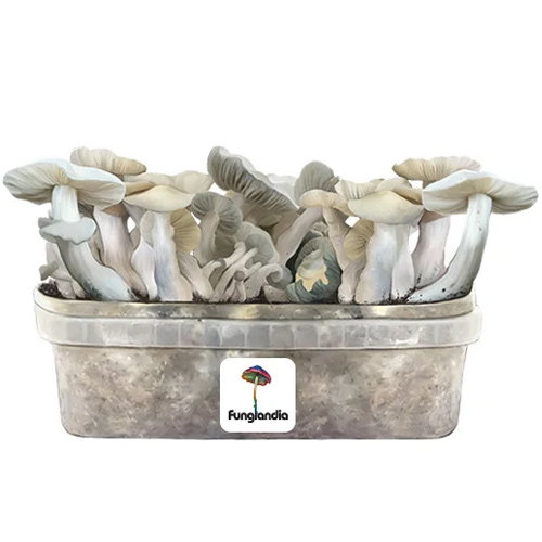 Jack Frost Magic mushroom grow kit