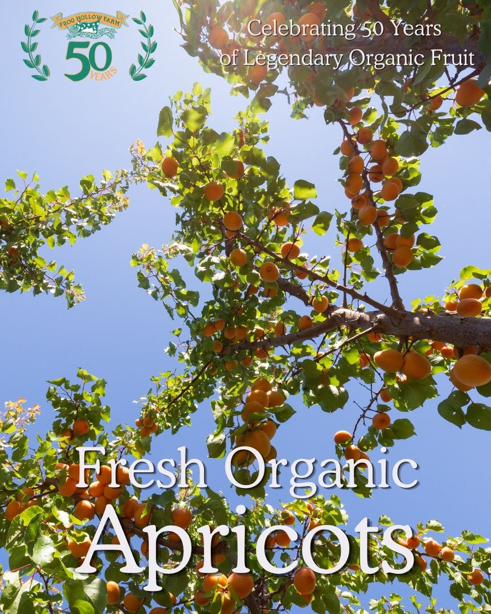 Organic apricots