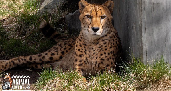 Explore & Enjoy Interactive Animal Encounters at Animal Adventure Park
