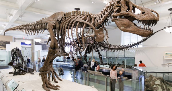 American Museum of Natural History - Admission & Special Exhibitions
