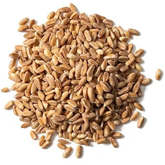 Farro