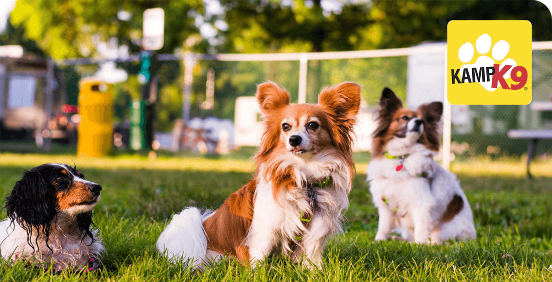 Three small dogs sit in a fenced lawn. A logo for Kamp K9 is in the upper corner.