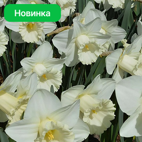 Карточка (88).png