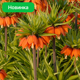 Карточка (73).png