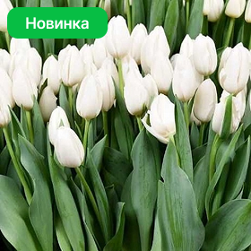Карточка (74).png