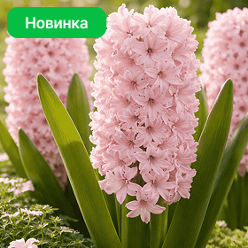 Карточка (86).png