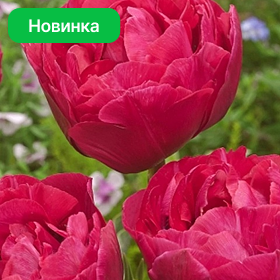 Карточка (81).png