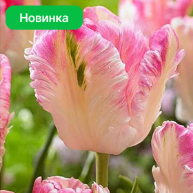 Карточка (80).png