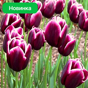 Карточка (91).png