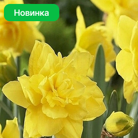Карточка (83).png
