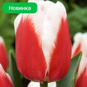 Карточка (77).png