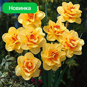 Карточка (87).png