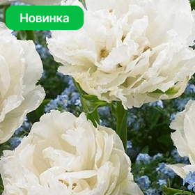 Карточка (78).png