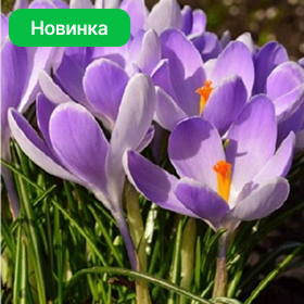 Карточка (93).png