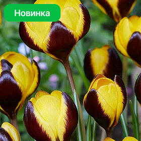 Карточка (76).png
