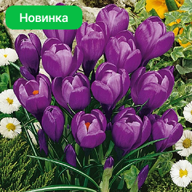 Карточка (85).png