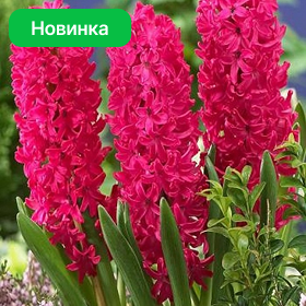 Карточка (92).png