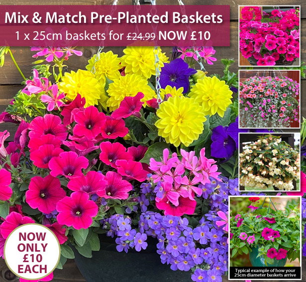 Mix & Match Baskets