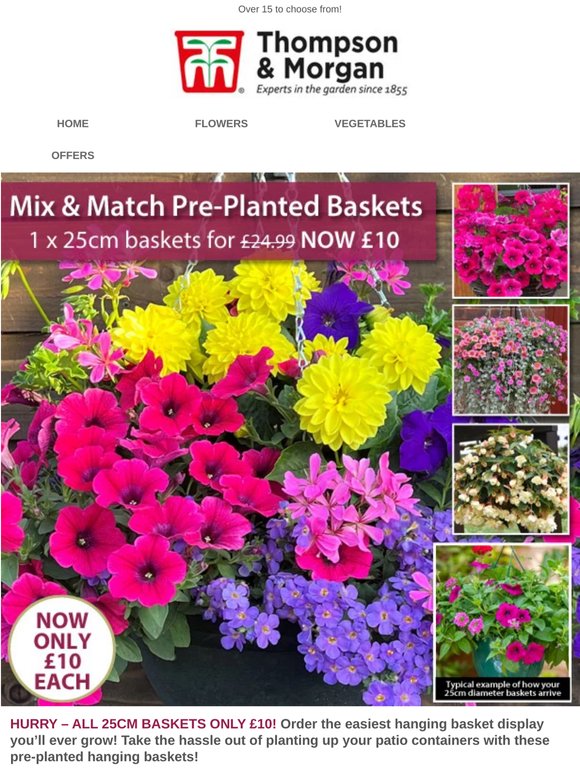 ALL Pre-Planted Hanging Baskets ONLY £10 EACH!