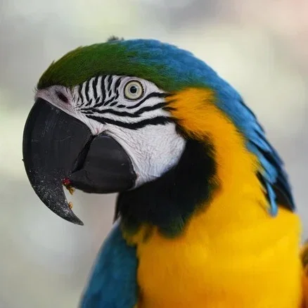 Amazon parrot