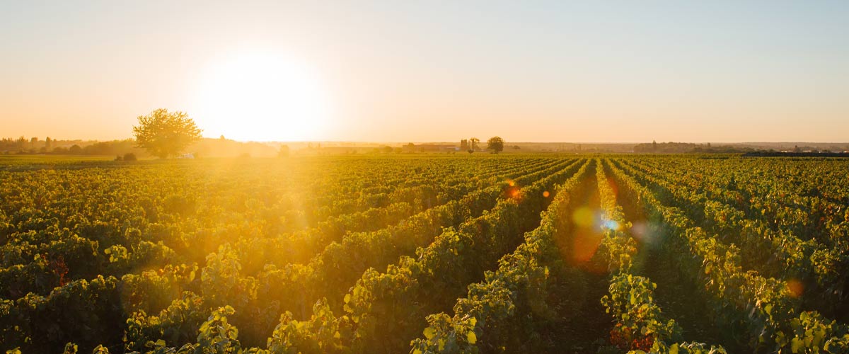 Beaune: A Vineyard Escape in Burgundy
