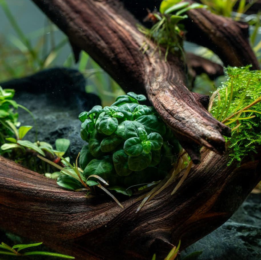 Available Aquarium Plants