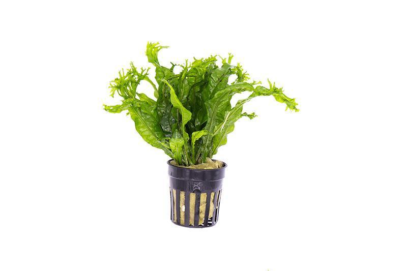 Image of JAVA FERN 'WINDELOV'