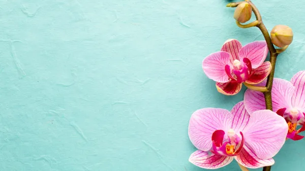 Puzzle: les orchidées