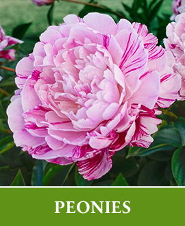 Peonies