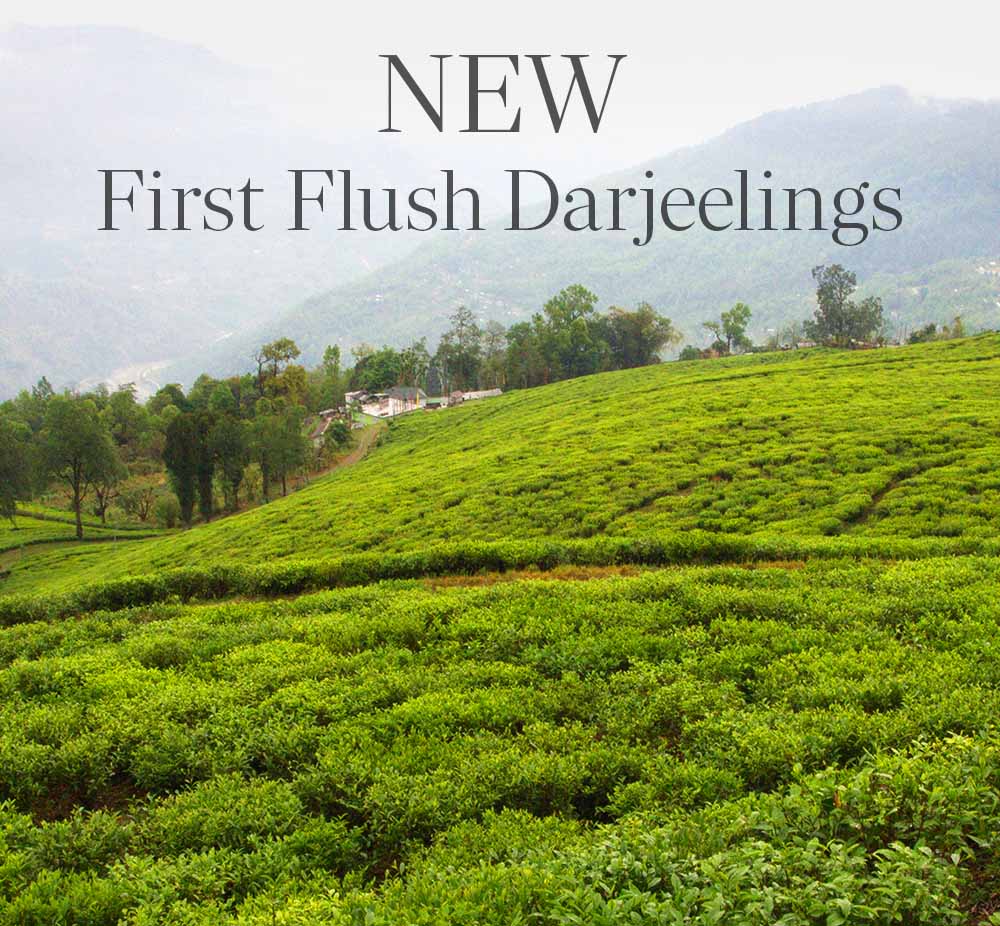 New First Flush Darjeelings