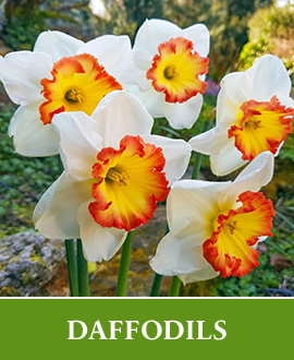 Daffodil Bulbs