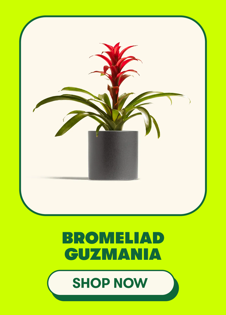 Bromeliad Guzmania