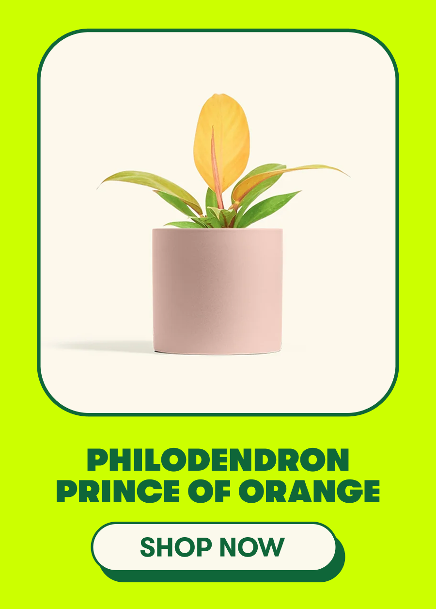 Philodendron Prince of Orange